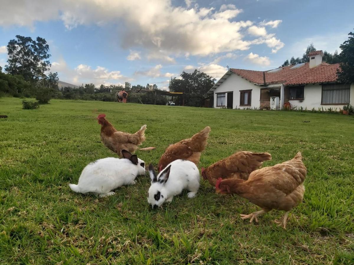 Penzion Hospedaje Y Zona De Camping Pistacho Villa de Leyva Exteriér fotografie